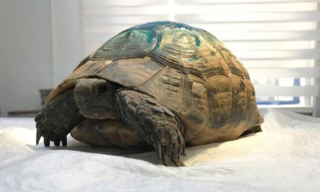 Cevaba bakmadan bu bilmeceleri ancak sivri zekalılar bilebilir! Dünyanın en zor bilmecelerine göz atın 11